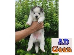 used Get White Siberian Husky in Jalandhar and Chandigarh for sale 